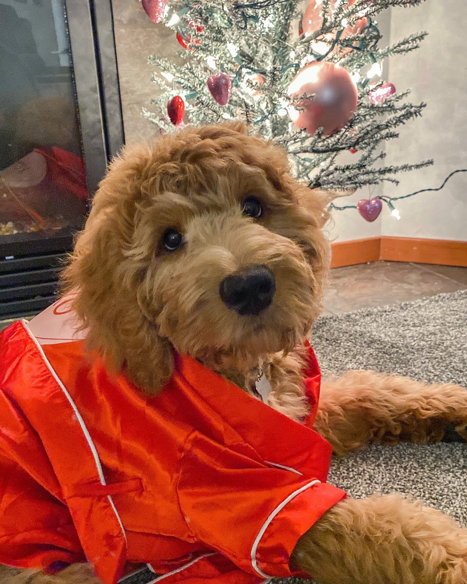 Dog Valentines Robe