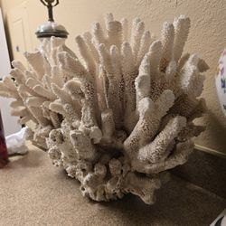 Large White Coral For a Large Tank