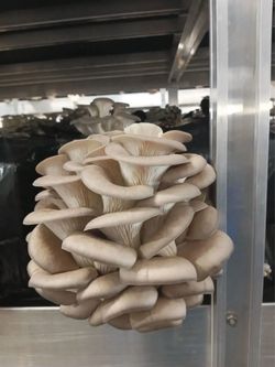 Ready-to-Grow Mushroom Blocks | Multiple Varieties Available
