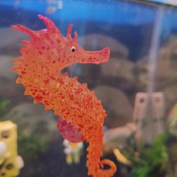 Aquarium Seahorse