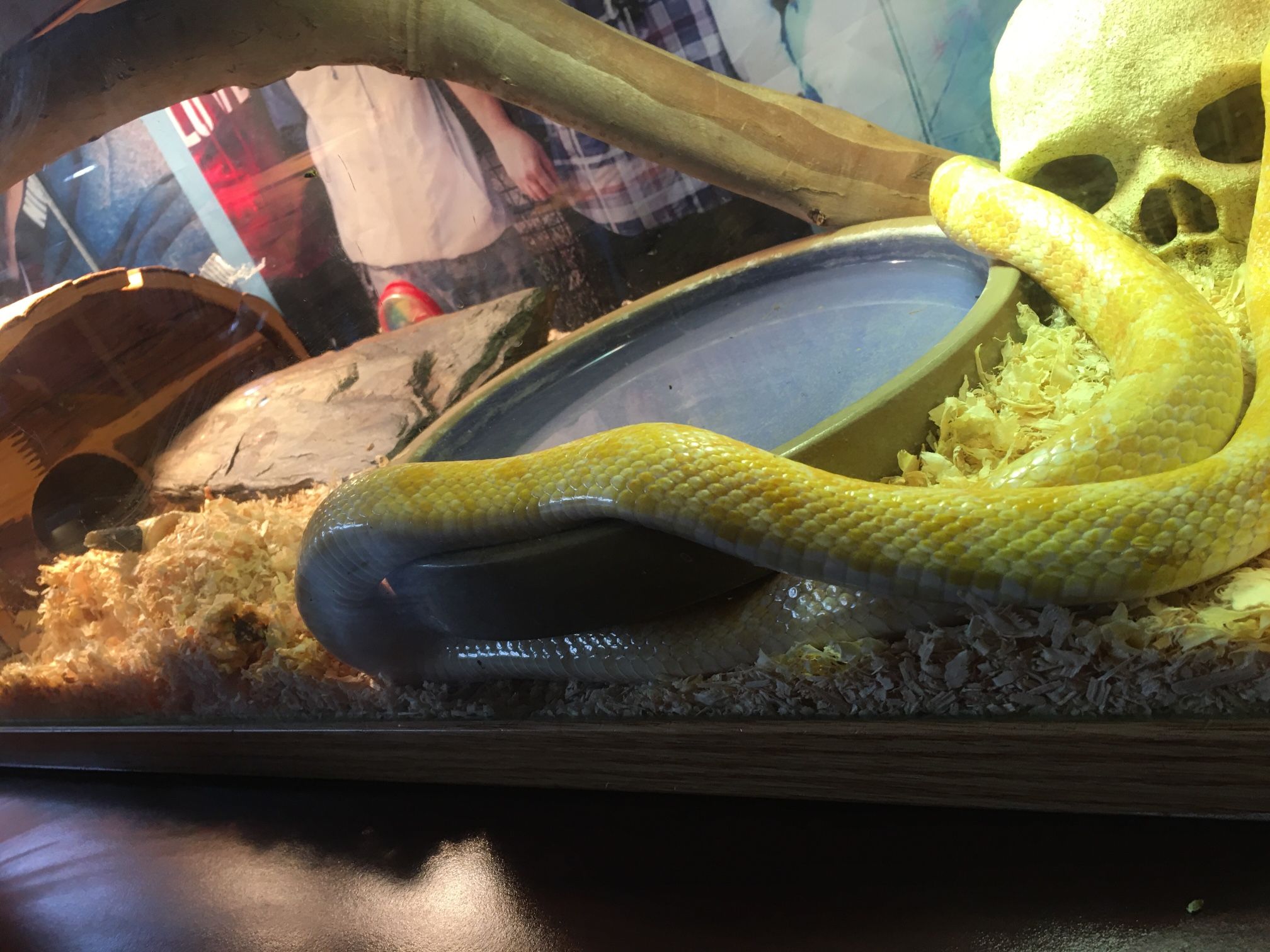 Corn Snake Plus Free Enclosure
