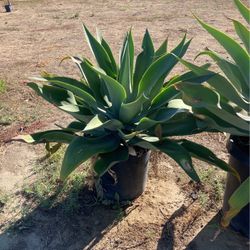 Plants