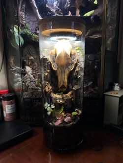 Taxidermy dog bioactive terrarium
