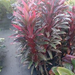 Red sister plants on huge sale now $16
