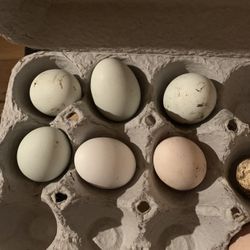 Bantam Fertile Eggs 