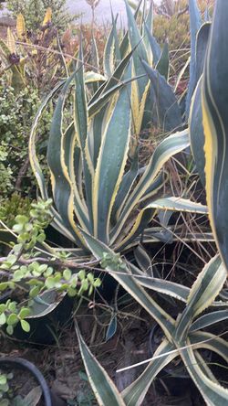 Agave plant