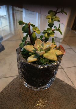 Small succulent plant