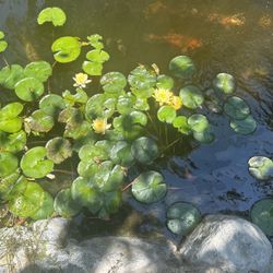 Water Lilly For Pond Or Water Garden