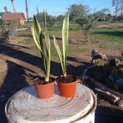 Snake Plants