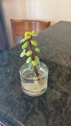 Plant with roots