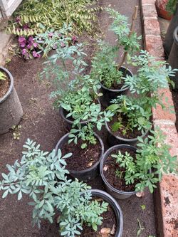 Rue Ruda Plants $5 each