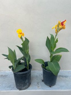 Canna Lily Plant