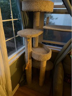 cat supplies plus extra