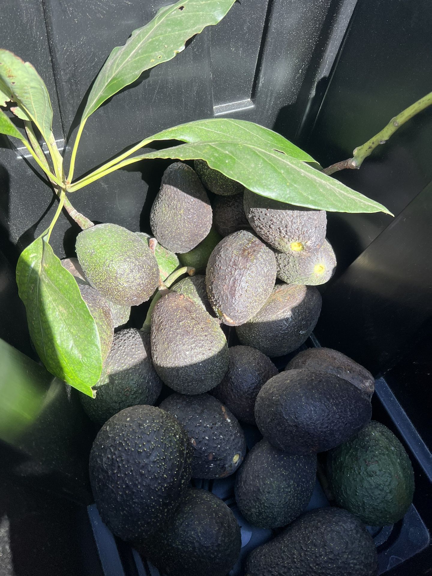 Avocado 