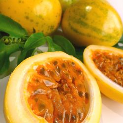 Yellow Passion Fruit Plant 