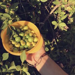 Mexican Arrayan Mini Guava Plants 