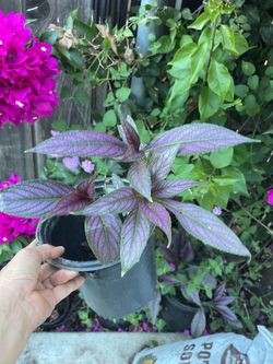One gallon pot purple Persian shield, indoor or outdoor 95820