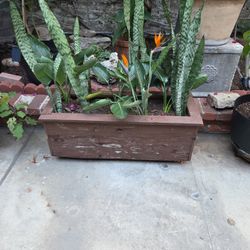 Snake Plant And Bird Of PARADISE