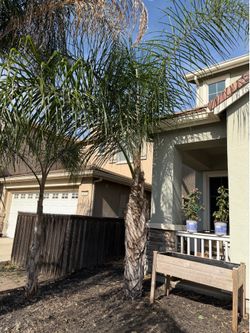 Free palm tree