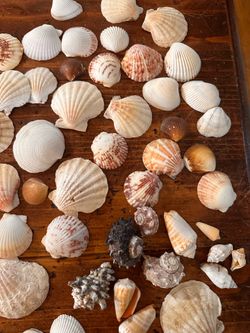 Assorted Natural Seashell Collection (display or crafting)