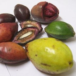 Almond Trees 3gal Arboles De  Almendra En 3gal 