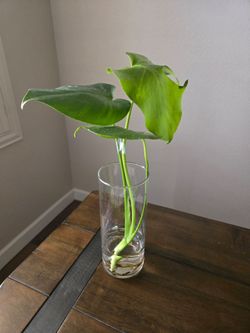 Live Plant Monstera 🌿