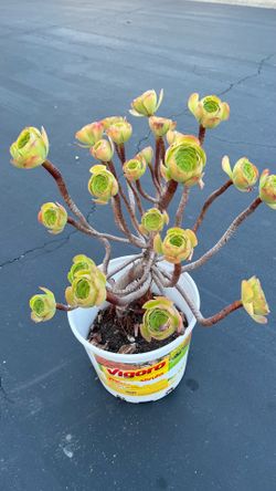 🌿 10-YR-OLD ‘BLUSH BEAUTY’ AEONIUM — 20+ HEADS — ONLY 1, BUY NOW! 🌿