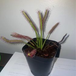Cape Sundew
