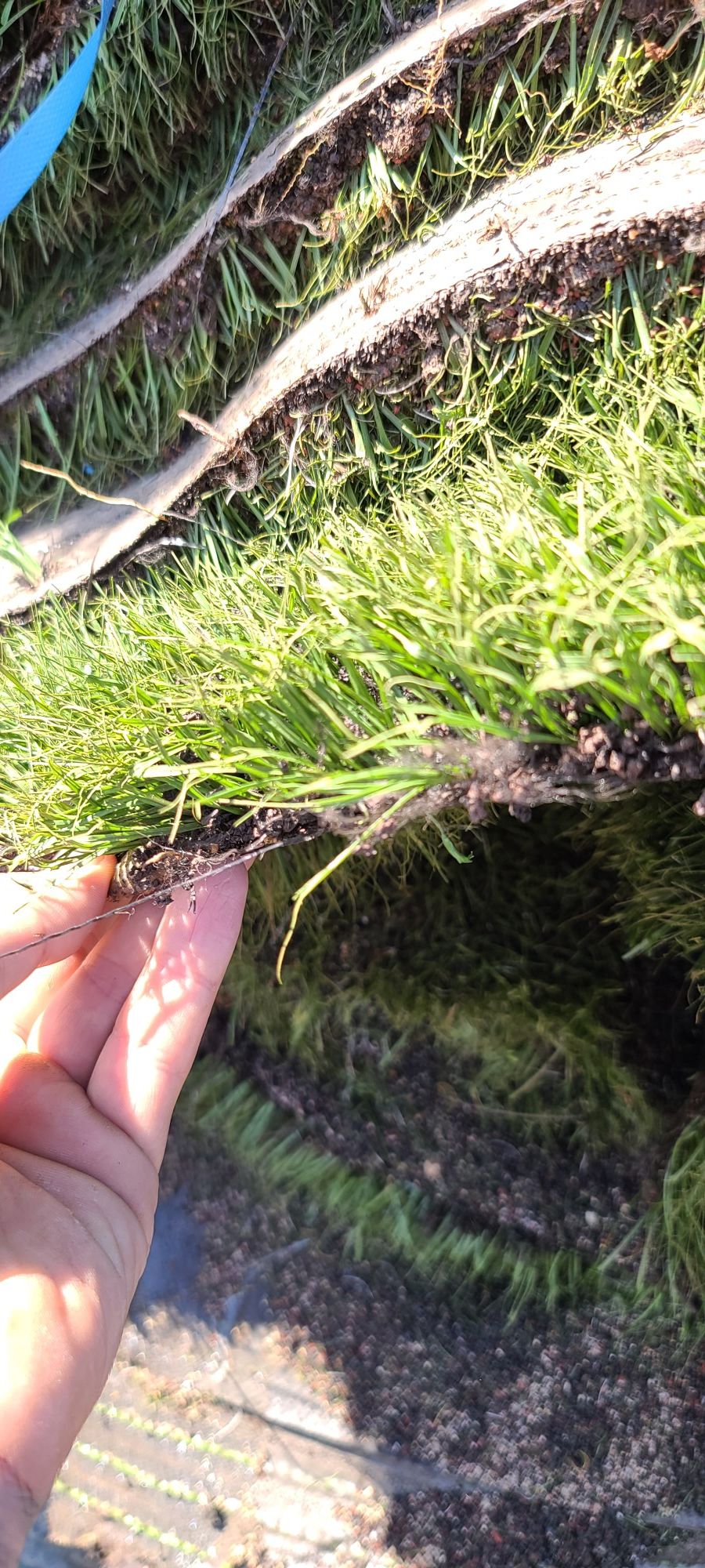 375 SQFT. FOR 200 / USED ARTIFICIAL GRASS / SYNTHETIC GRASS for Sale