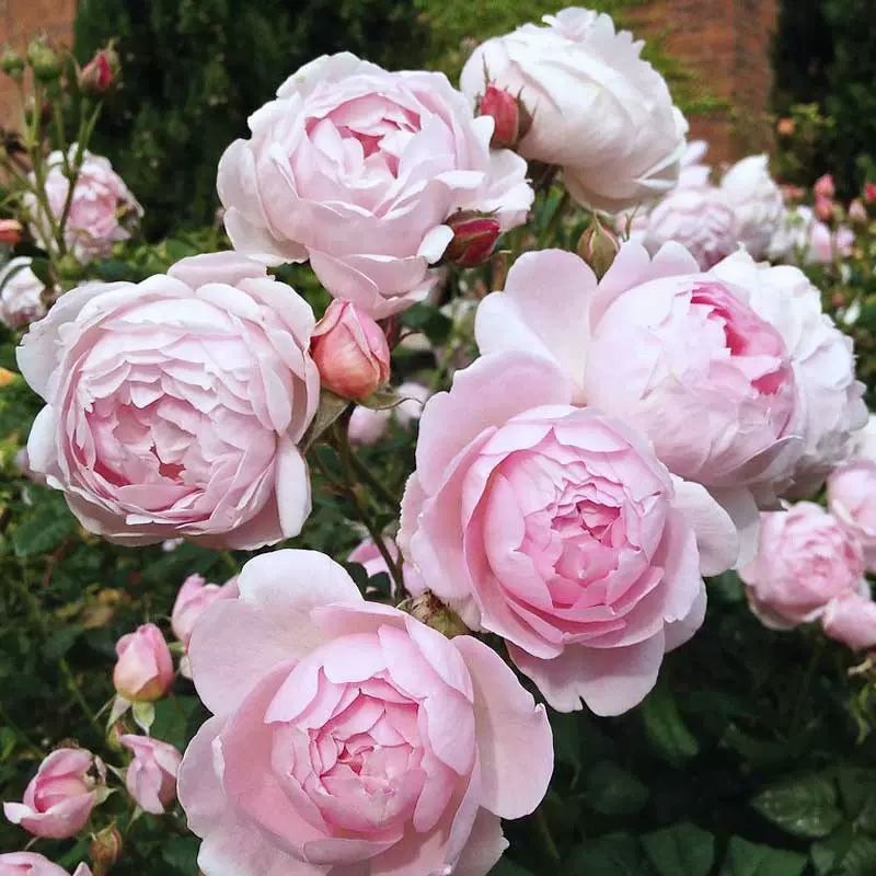 Own root rose -SCEPTER'D ISLE