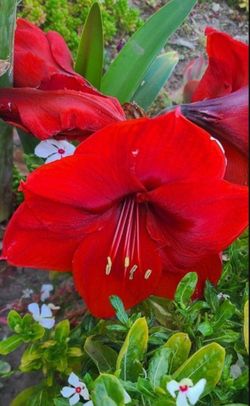 Amaryllis Plants/Bulbs