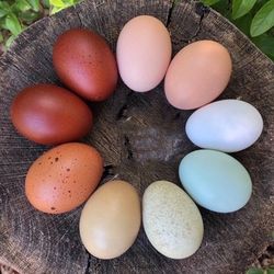 Farm Fresh Rainbow Eggs 