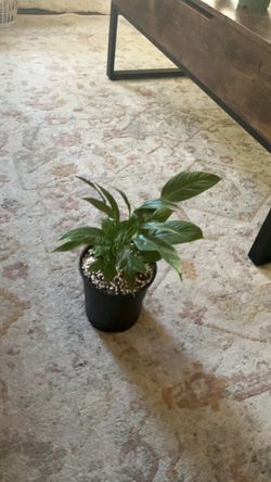 Peace lily