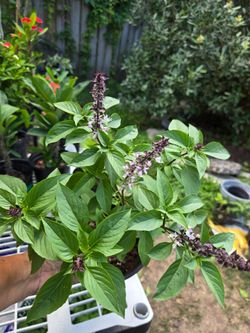 Basil/ Albahaca