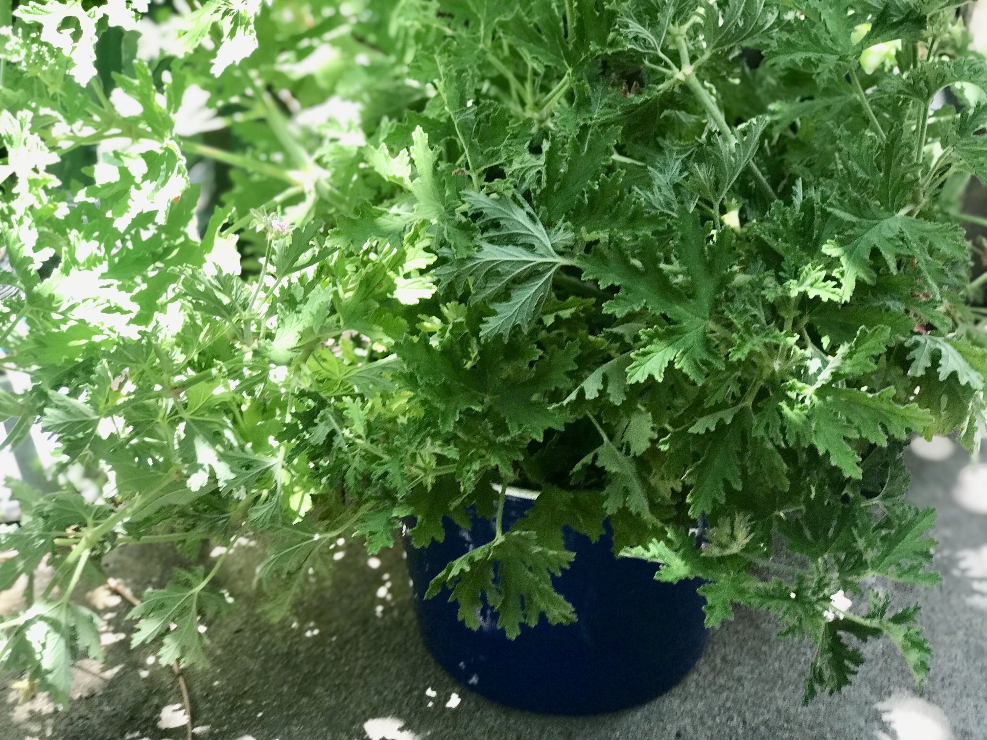 $5 Newly Potted Cuttings Citronella Plant