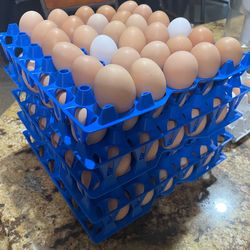 Farm fresh eggs