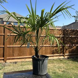 Super Cold Hardy Palm Tree