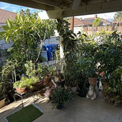 Plants / Fruits / Pots
