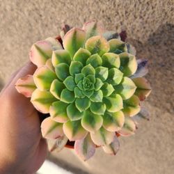 Aeonium Succulent 