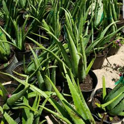 Savilas O Aloe Vera Grandes 