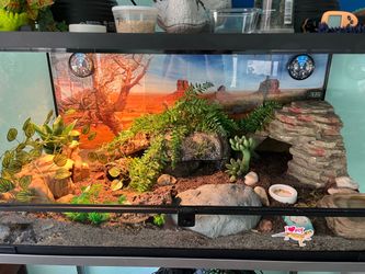 Leopard Geckos