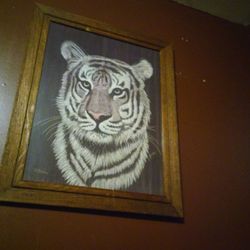 Tiger picture
