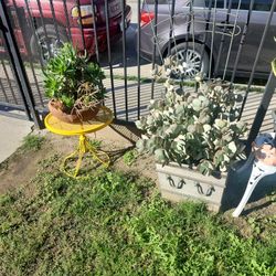 Plant Sale 🌵☘️🌵☘️🌵☘️