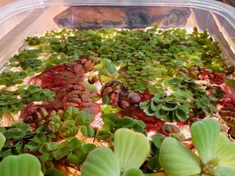 Floating Water plants for aquariums or pond