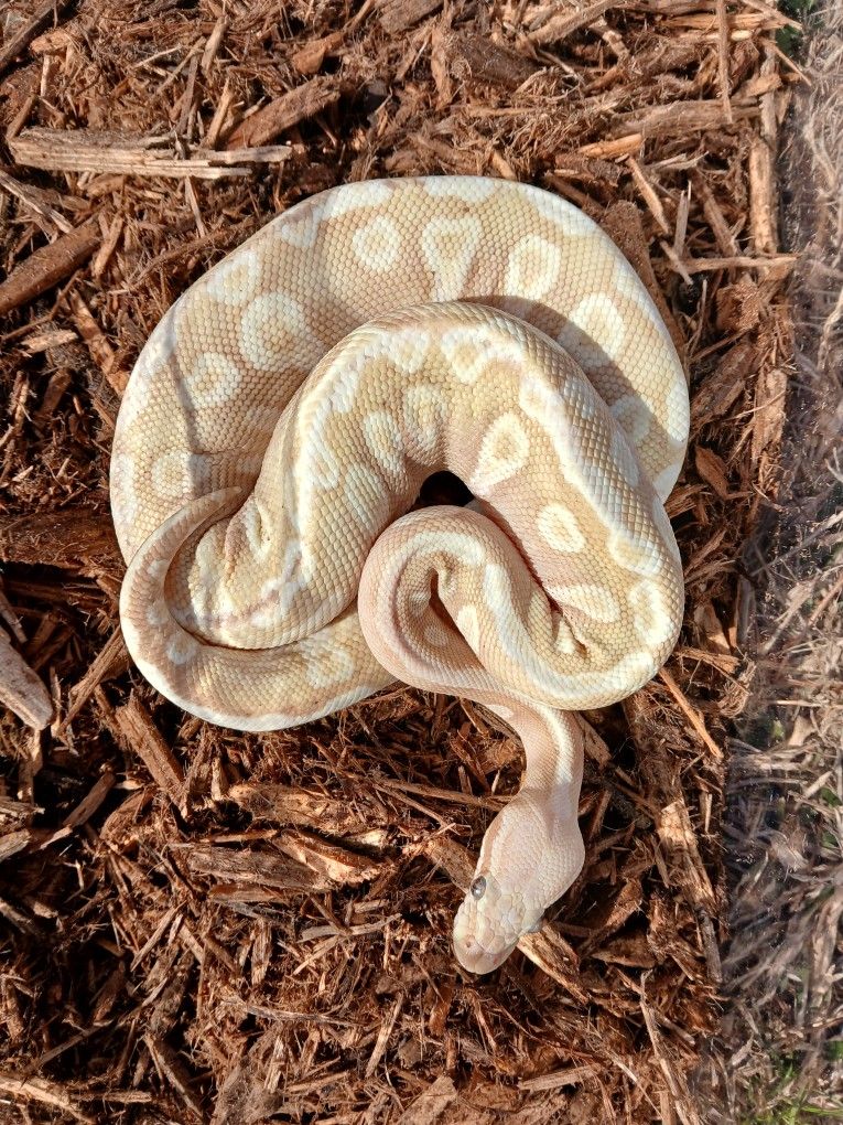 Crystal Het Monsoon