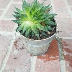 Potted Plant