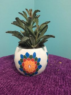 Chocolate soldier succulent in Spanish style vase 🏺