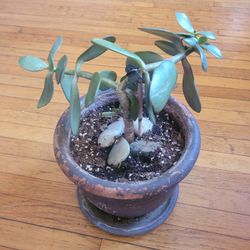 Jade Plant In Ceramic Pot 6"-$10. Pick-up In Aurora. 