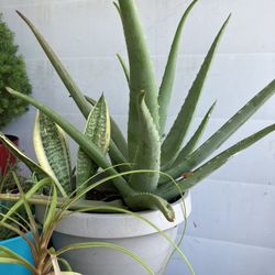 Plants Savila, And Snake Plant.