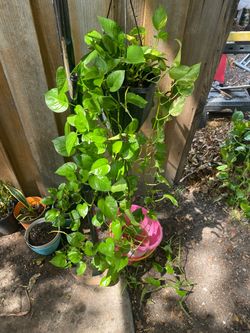Plant
